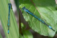 Coenagrion puella