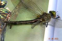 Cordulia aenea
