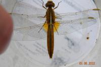 Crocothemis erythraea