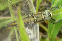 Orthetrum cancellatum