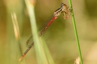 Ceriagrion tenellum