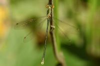 Lestes virens vestalis