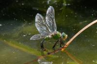 Anax imperator