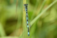 Coenagrion mercuriale