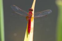 Crocothemis erythraea