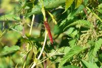 Crocothemis erythraea