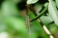 Chalcolestes viridis