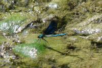 Calopteryx virgo