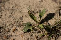 Onychogomphus forcipatus forcipatus