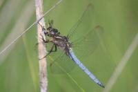 Orthetrum coerulescens
