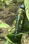 Aeshna affinis