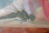 Sympetrum striolatum