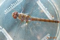 Sympetrum striolatum
