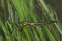 Gomphus vulgatissimus