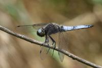 Libellula fulva