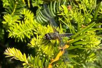 Libellula quadrimaculata