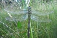 Anax imperator