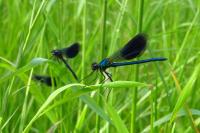 Calopteryx splendens