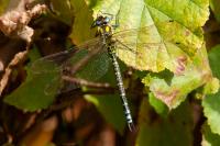 Aeshna cyanea
