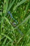 Coenagrion mercuriale