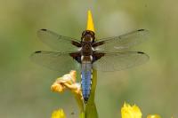 Libellula depressa