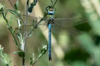Anax imperator