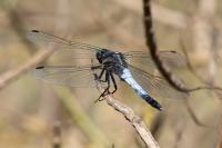 Orthetrum albistylum
