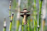 Libellula depressa