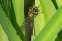 Sympetrum striolatum