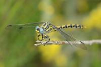 Onychogomphus uncatus