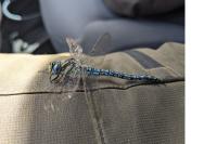 Aeshna affinis