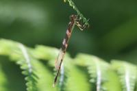 Sympecma fusca