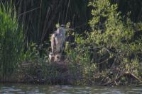 Ardea cinerea