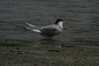Sterna hirundo