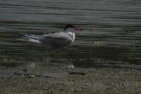 Sterna hirundo