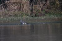 Accipiter gentilis