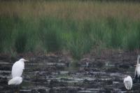 Accipiter gentilis