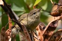Phylloscopus collybita