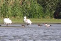 Hydroprogne caspia