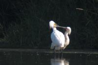 Platalea leucorodia