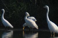 Platalea leucorodia