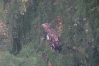 Haliaeetus albicilla