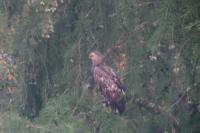 Haliaeetus albicilla