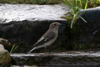 Ficedula hypoleuca