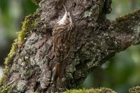 Certhia brachydactyla