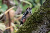 Dendrocopos medius