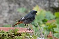 Phoenicurus ochruros