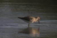 Calidris pugnax