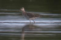 Calidris pugnax