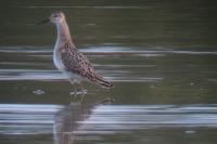 Calidris pugnax